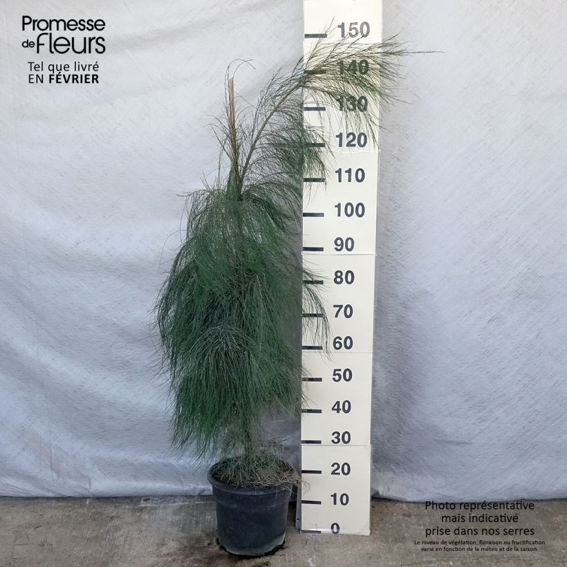 Casuarina equisetifolia - Filao, Pin australien - Pot de 7,5L/10L esemplare consegnato in inverno