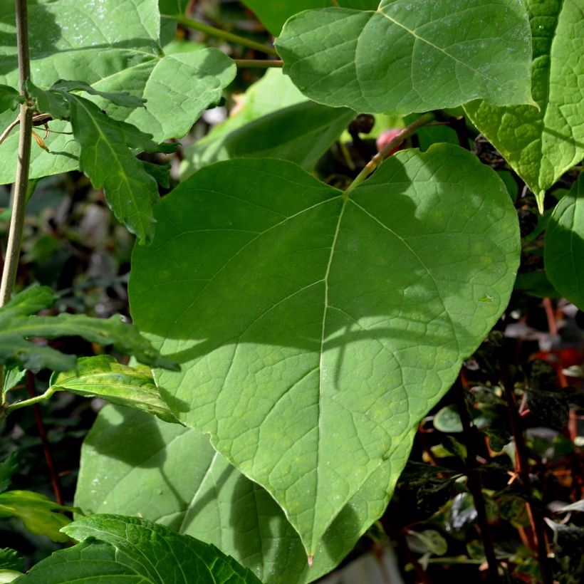 Catalpa bignonioides Aurea - Albero dei sigari (Fogliame)