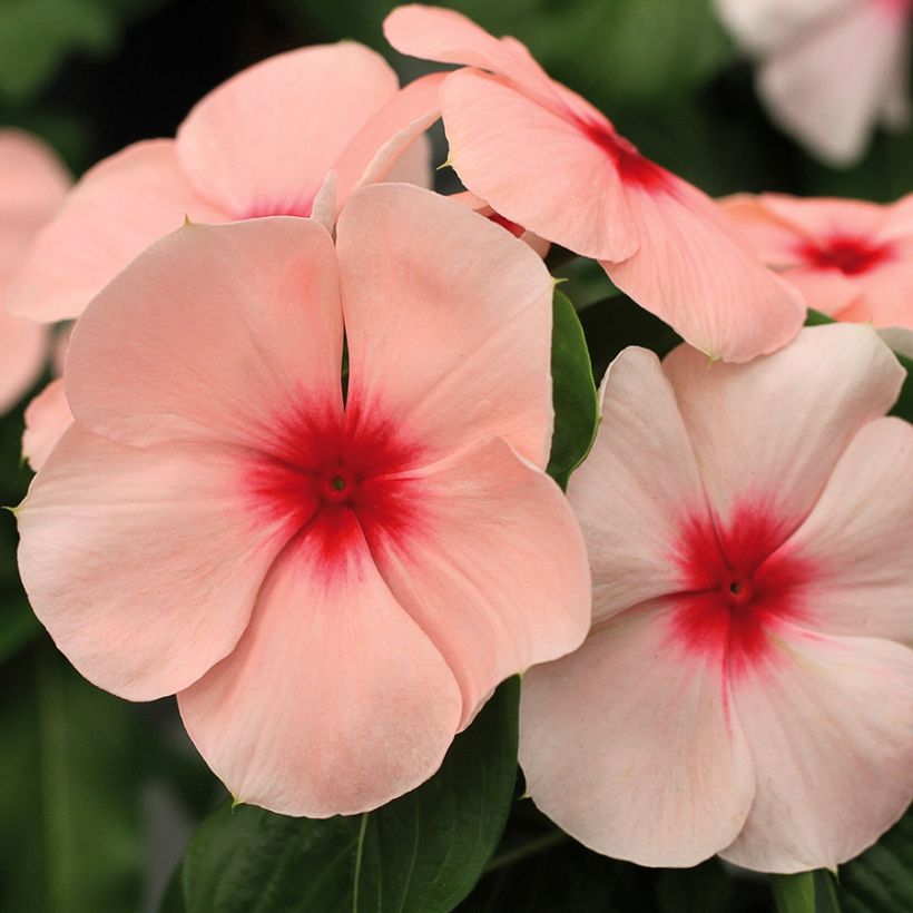 Catharanthus roseus Titan Apricot - Pervinca del Madagascar (Fioritura)