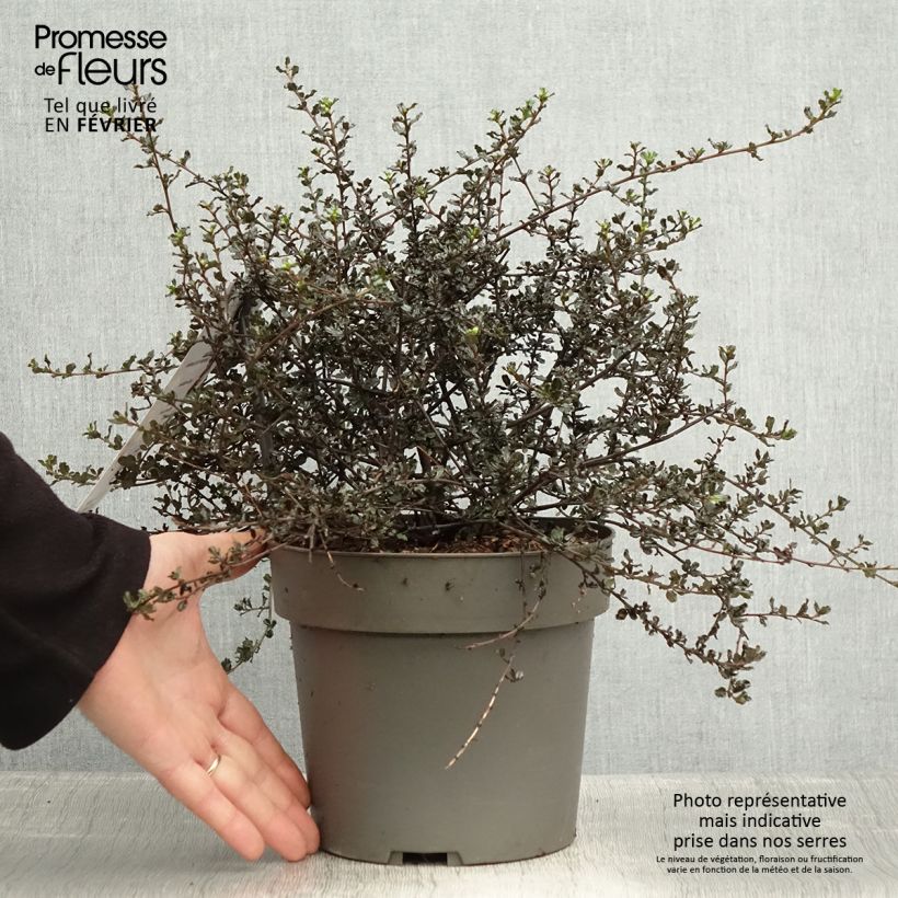 Céanothe Blue Sapphire en pot de 2/3L Pot de 2L/3L esemplare consegnato in inverno