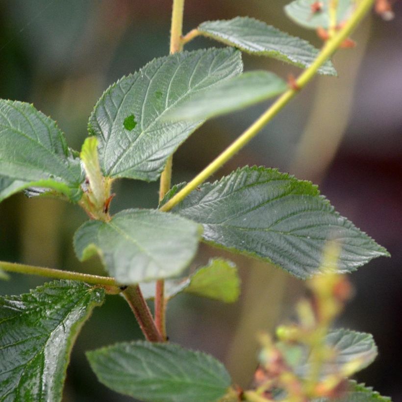 Ceanothus delilianus Gloire de Versailles (Fogliame)