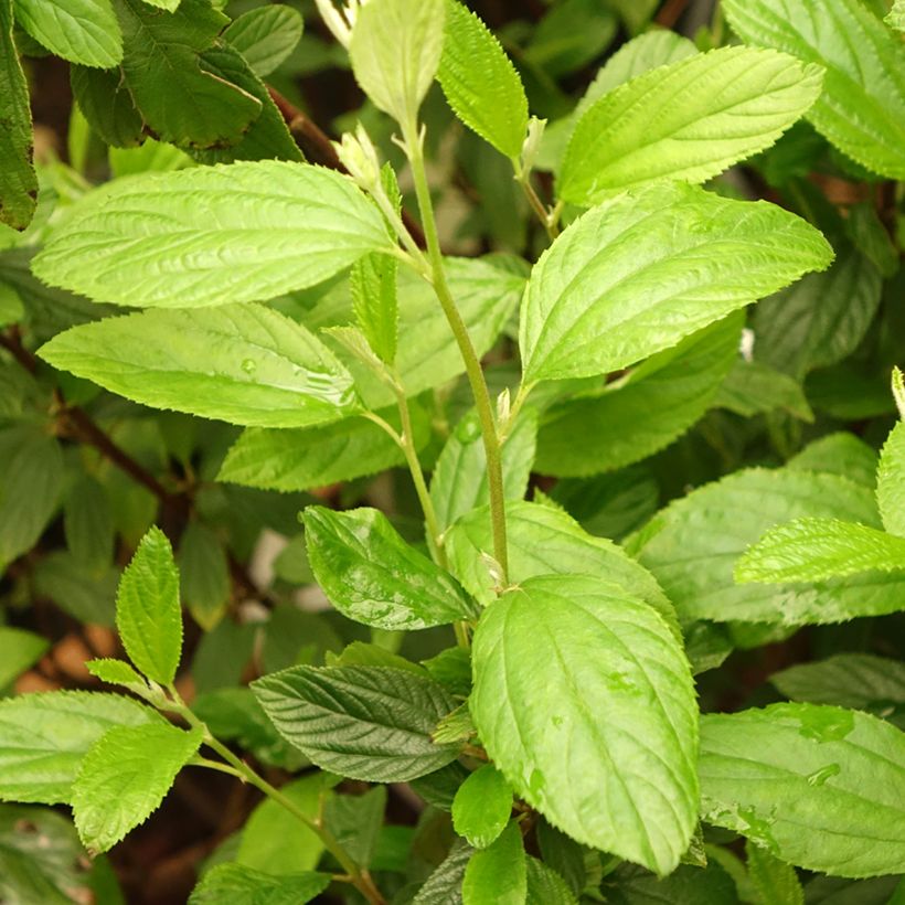 Ceanothus delilianus Henri Desfossé (Fogliame)