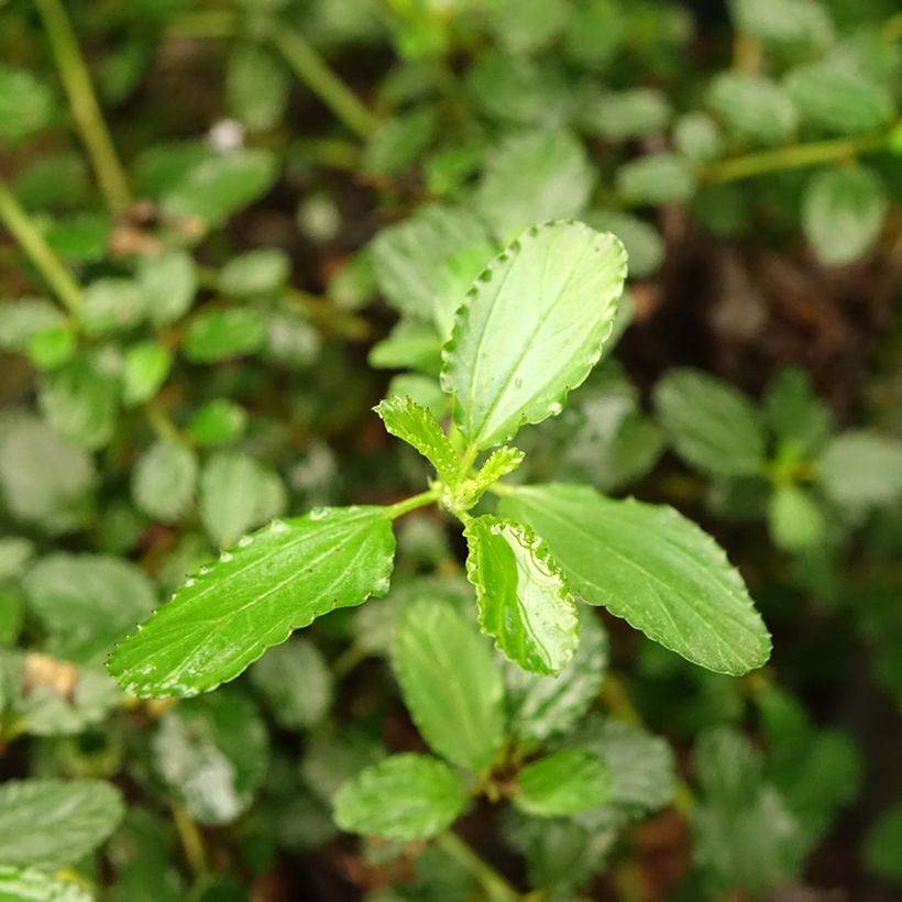 Ceanothus prostratus Prostratus (Fogliame)