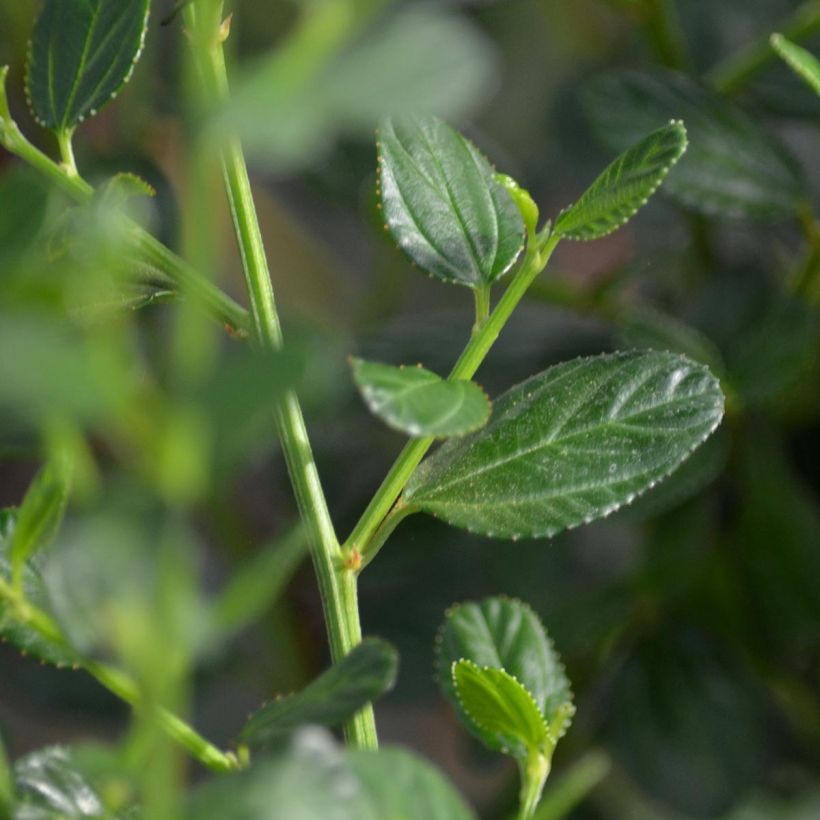 Ceanothus Skylark (Fogliame)