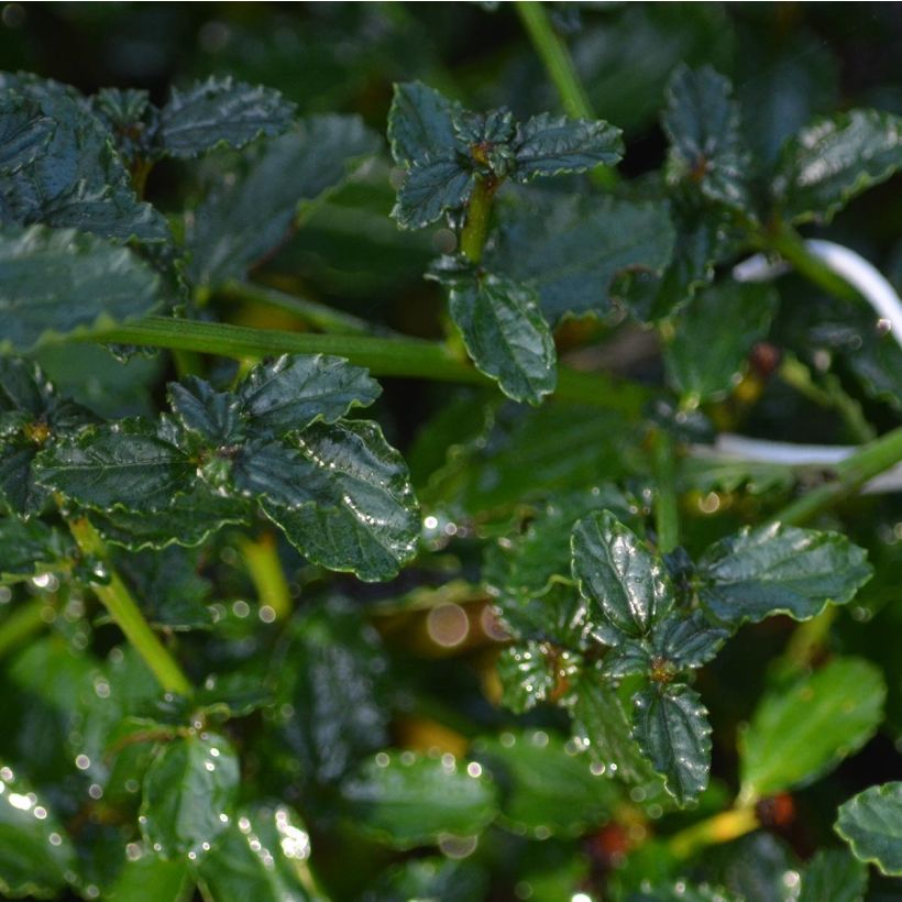 Ceanothus thyrsiflorus Repens (Fogliame)