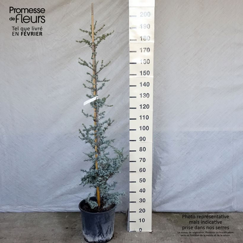 Cèdre bleu de l'Atlas - Cedrus libani Atlantica Glauca Pot de 18L/20L esemplare consegnato in inverno