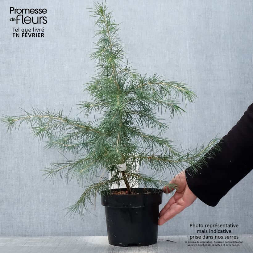 Cèdre de l'Himalaya - Cedrus deodara en pot de 3/4L esemplare consegnato in inverno