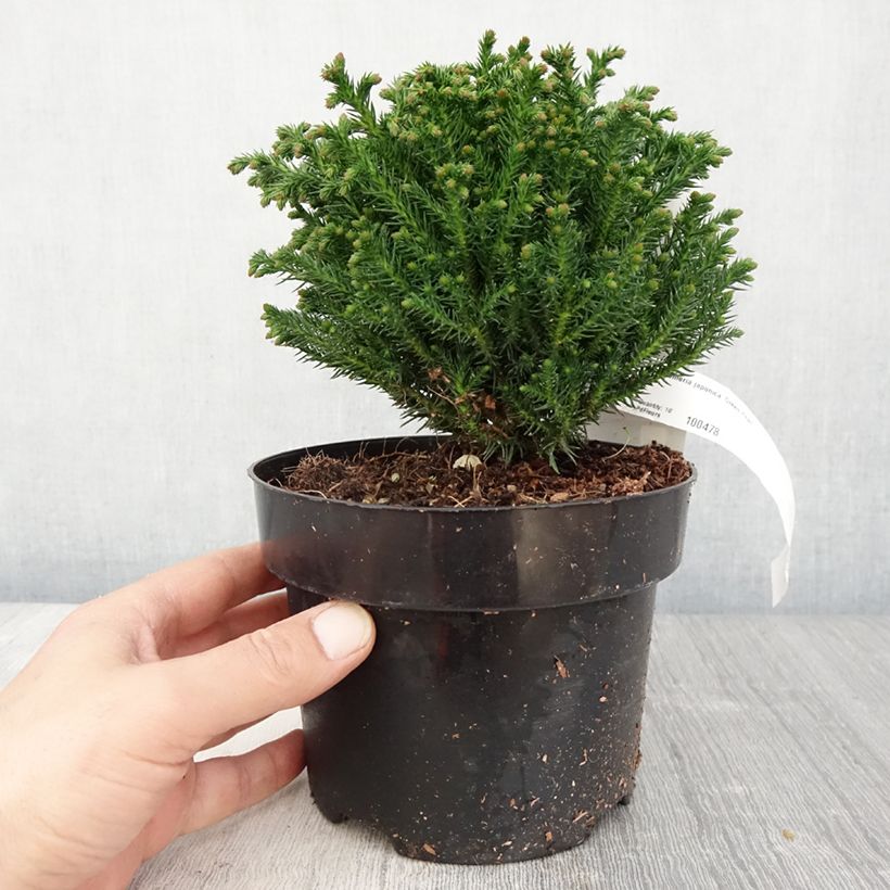 Cryptomeria japonica Green Pearl - Cèdre du Japon en pot de 2l/3l esemplare consegnato in primavera