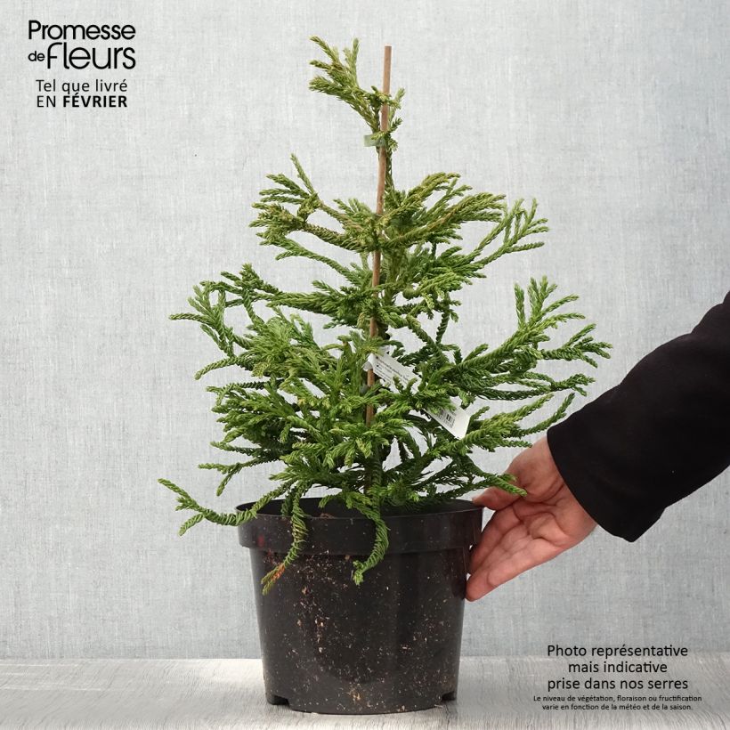 Cryptomeria japonica Spiralis - Cèdre du Japon Pot de 4L/5L esemplare consegnato in inverno