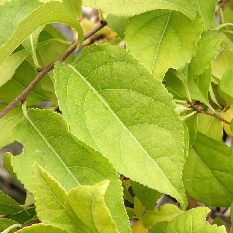 Celastrus orbiculatus Diana (Fogliame)