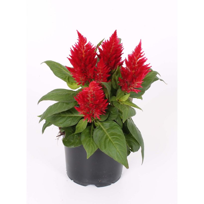 Celosia spicata Kelos Fire Red (Fioritura)