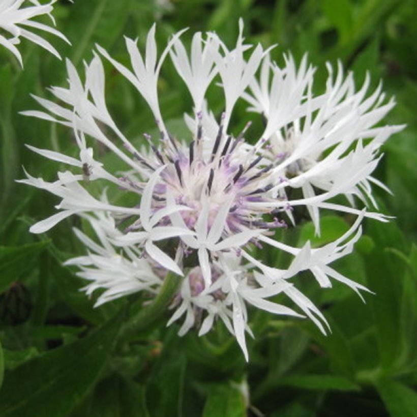 Centaurea montana Alba - Fiordaliso montano (Fioritura)