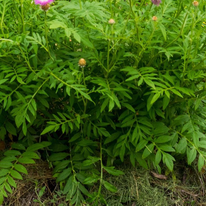 Centaurea dealbata - Fiordaliso (Fogliame)