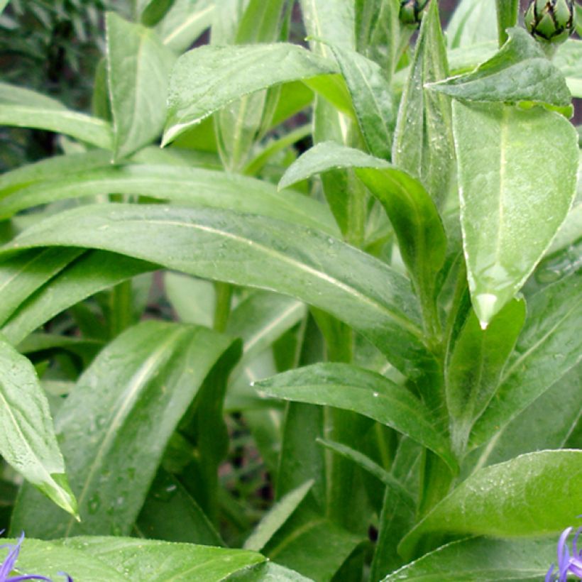 Centaurea montana Coerulea - Fiordaliso montano (Fogliame)