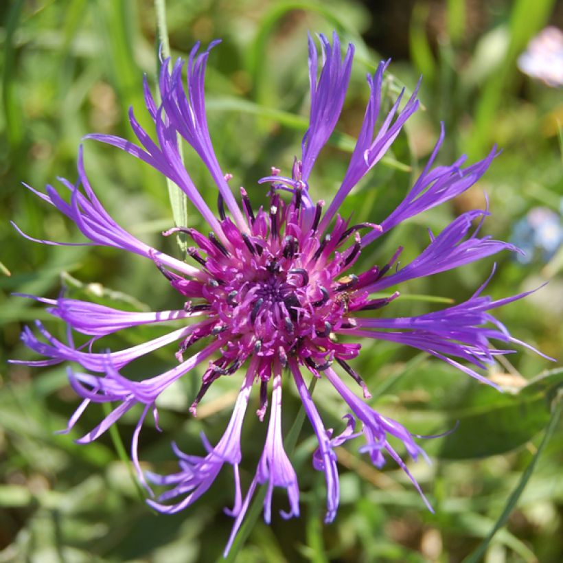 Centaurea montana Coerulea - Fiordaliso montano (Fioritura)