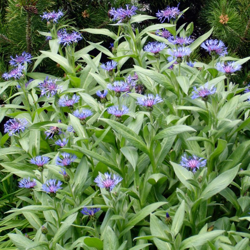 Centaurea montana Coerulea - Fiordaliso montano (Porto)