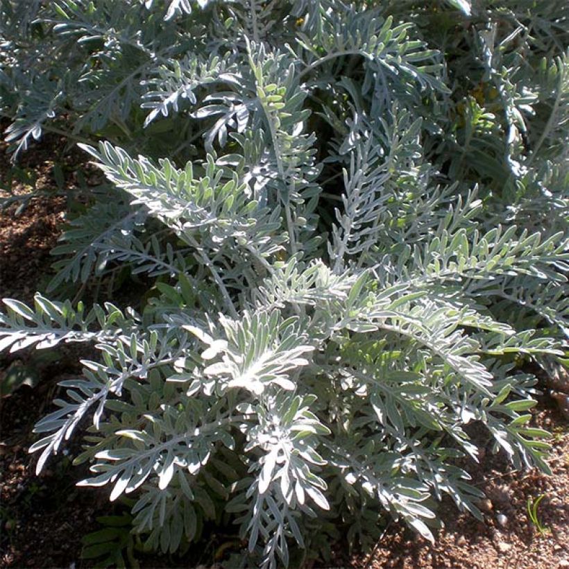 Centaurea pulcherrima - Fiordaliso (Fogliame)