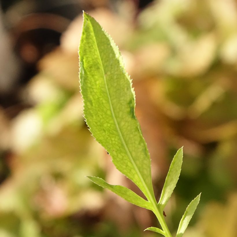 Centaurea ruthenica - Fiordaliso (Fogliame)