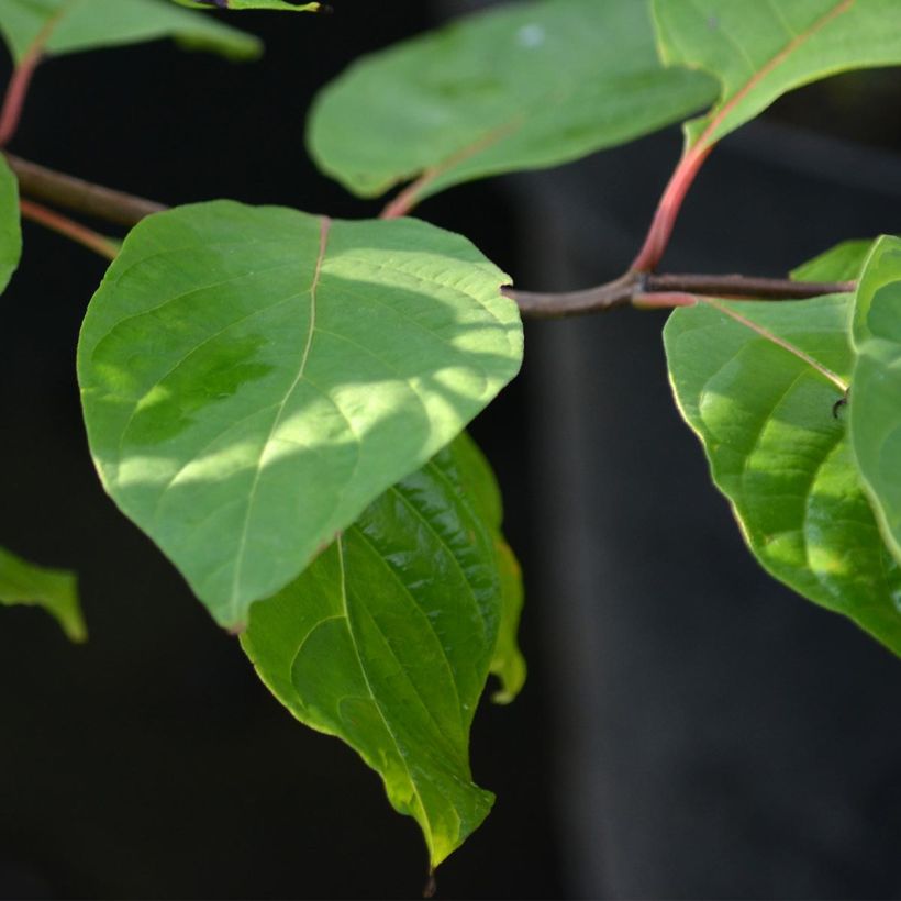 Cephalanthus occidentalis (Fogliame)