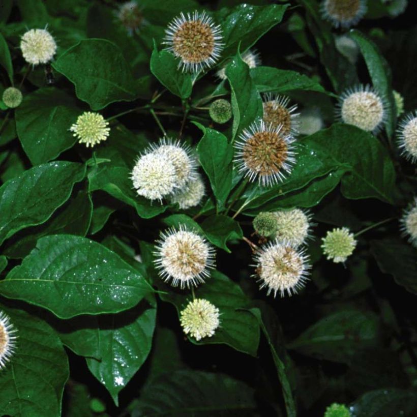 Cephalanthus occidentalis Fiber Optics (Fioritura)