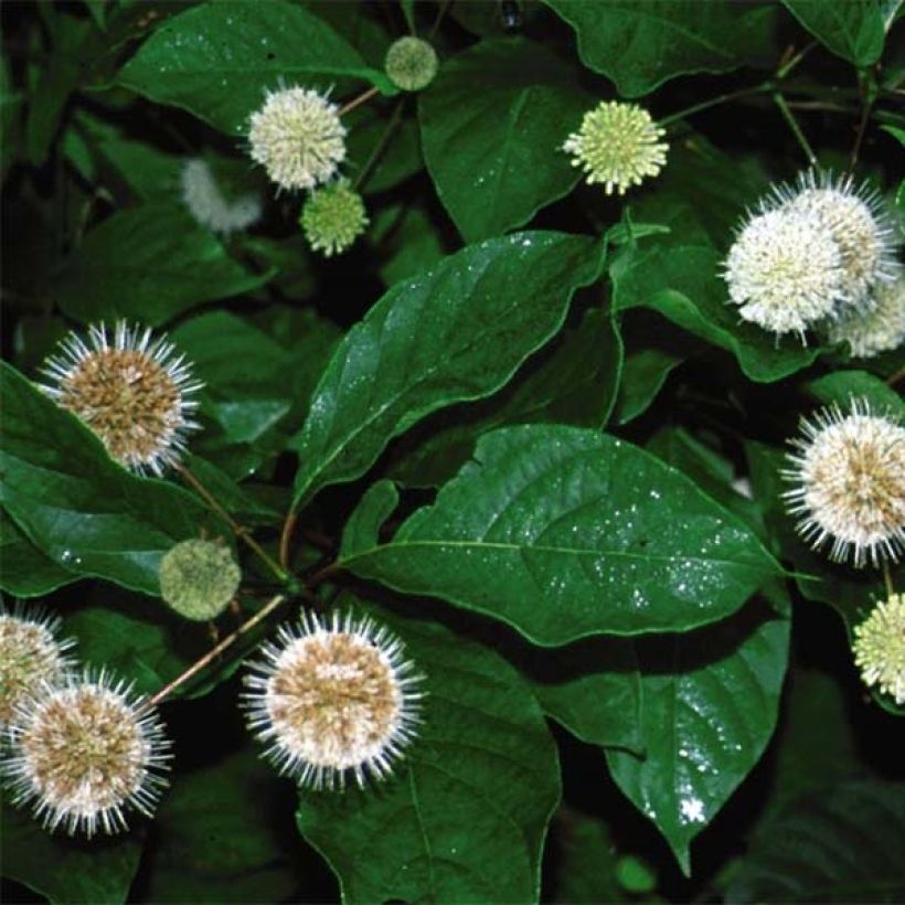 Cephalanthus occidentalis Fiber Optics (Fogliame)