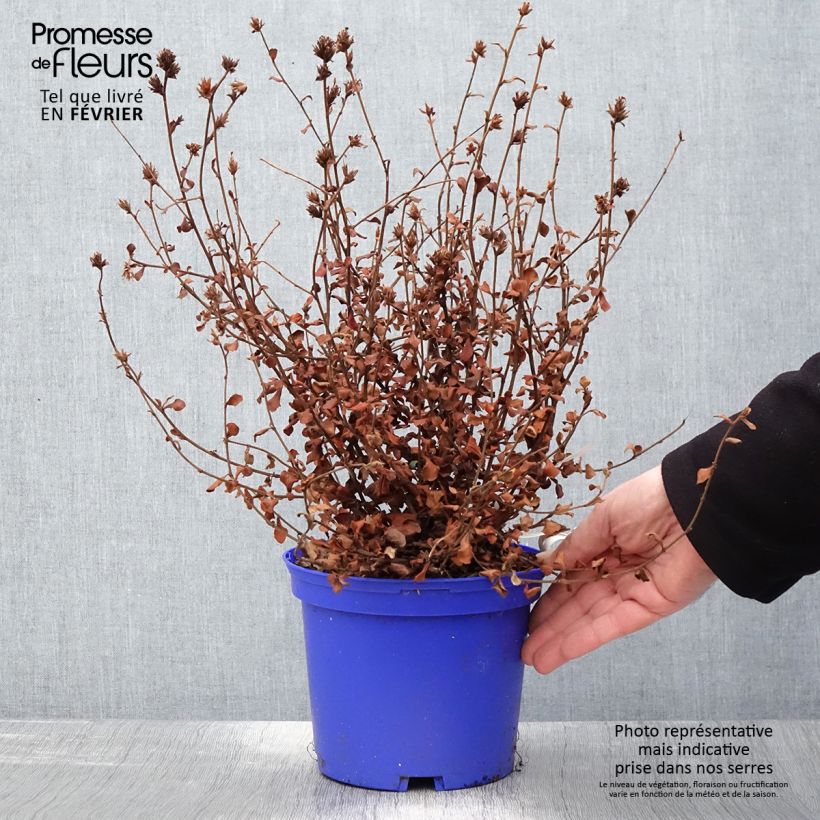 Ceratostigma griffithii, Dentelaire Pot de 2L/3L esemplare consegnato in inverno