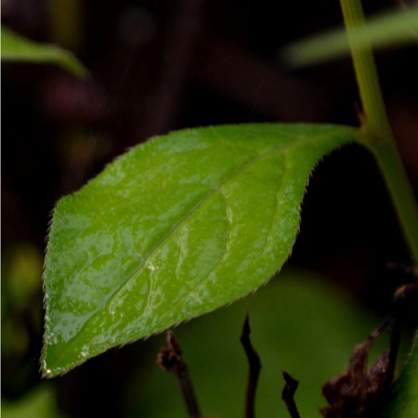 Ceratostigma willmottianum - Plumbago cinese (Fogliame)