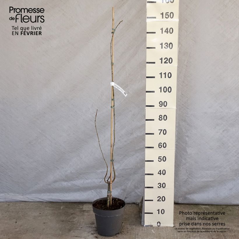 Cercidiphyllum japonicum Pendulum en pot 4L/5L esemplare consegnato in inverno