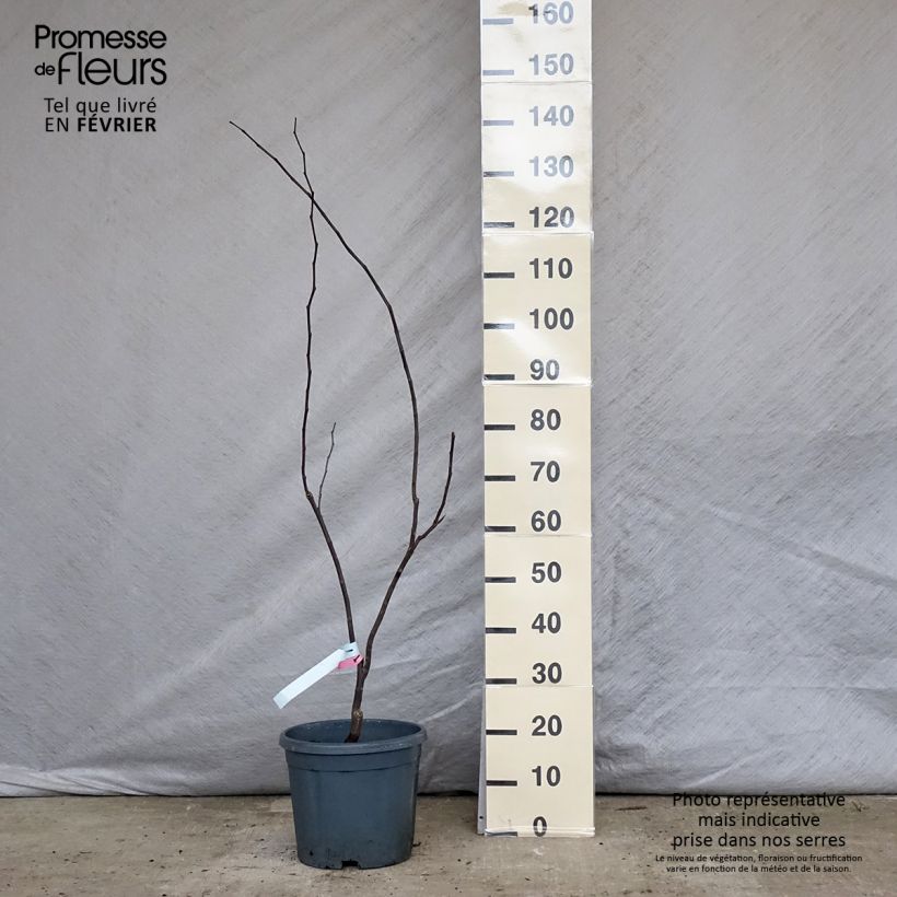 Cercis canadensis Forest Pansy en pot de 10L. esemplare consegnato in inverno