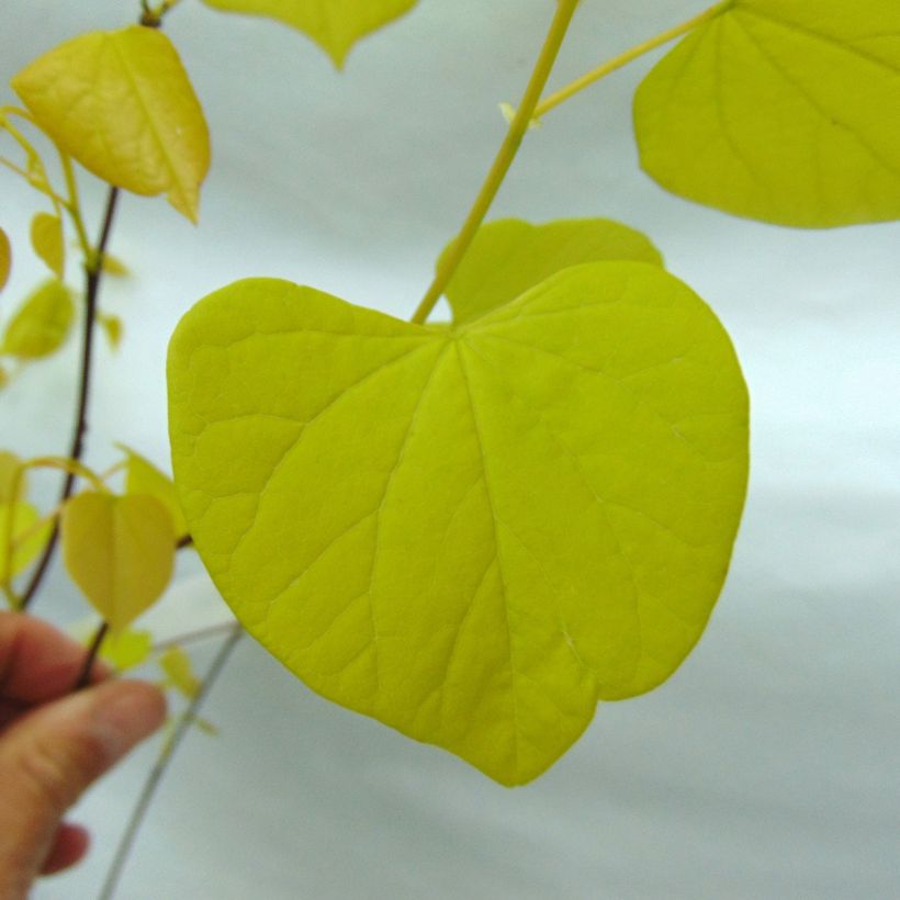 Cercis canadensis Heart of Gold - Albero di Giuda (Fogliame)