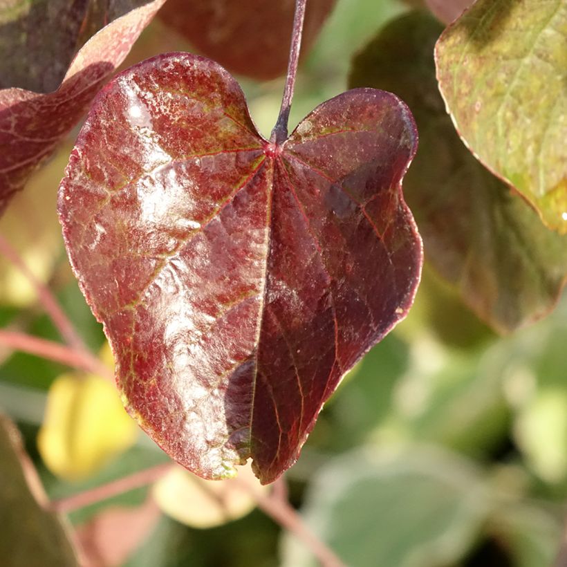 Cercis canadensis var. texensis Merlot - Albero di Giuda (Fogliame)