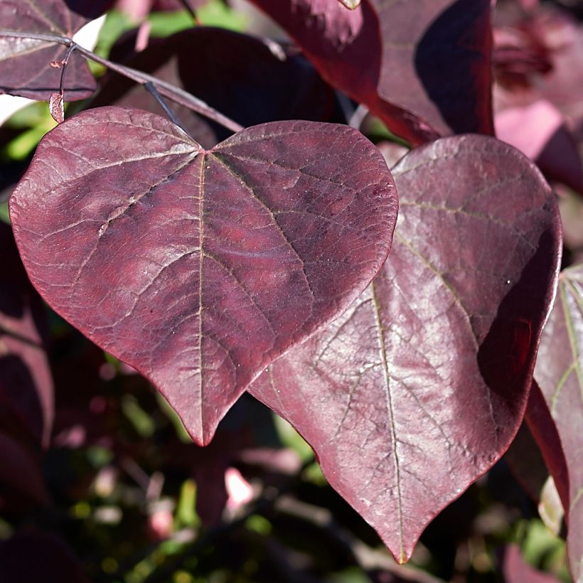 Cercis canadensis Red Force - Albero di Giuda (Fogliame)