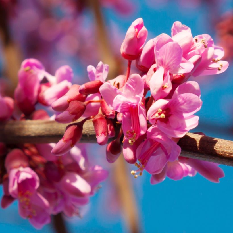 Cercis canadensis Red Force - Albero di Giuda (Fioritura)