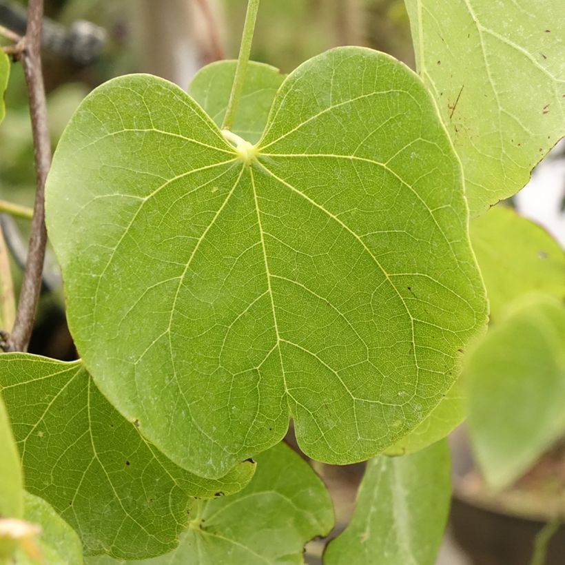 Cercis canadensis Texas White - Albero di Giuda (Fogliame)