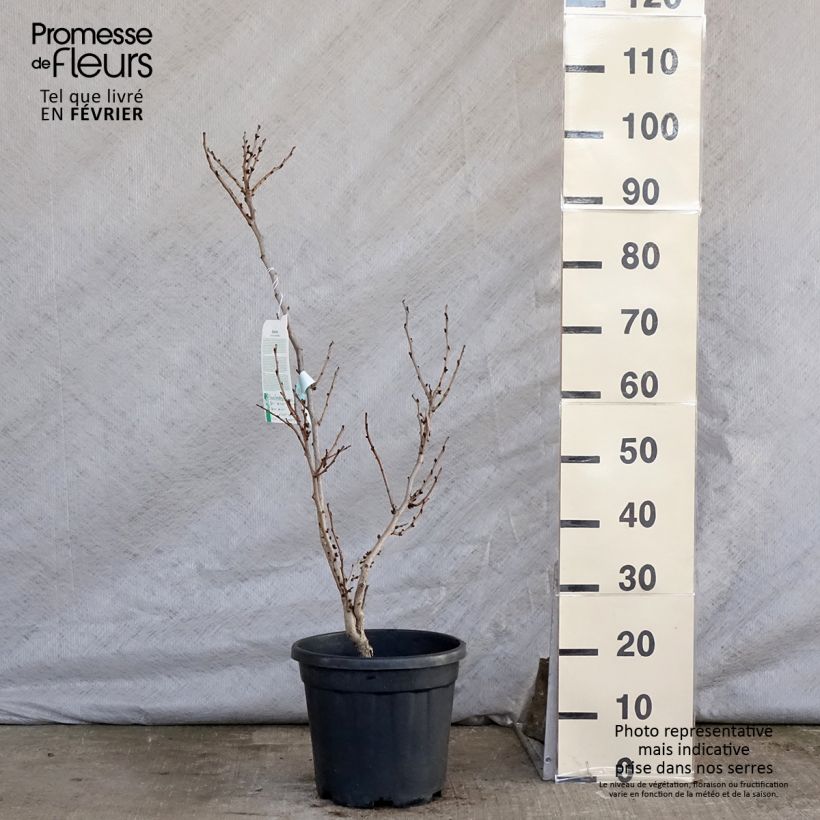 Cercis chinensis Avondale 60/120cm en pot de 10L esemplare consegnato in inverno