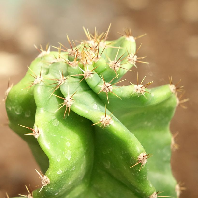 Cereus forbesii Spiralis (Fogliame)