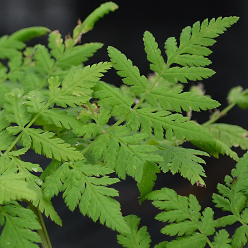 Myrrhis odorata - Finocchiella (Fogliame)