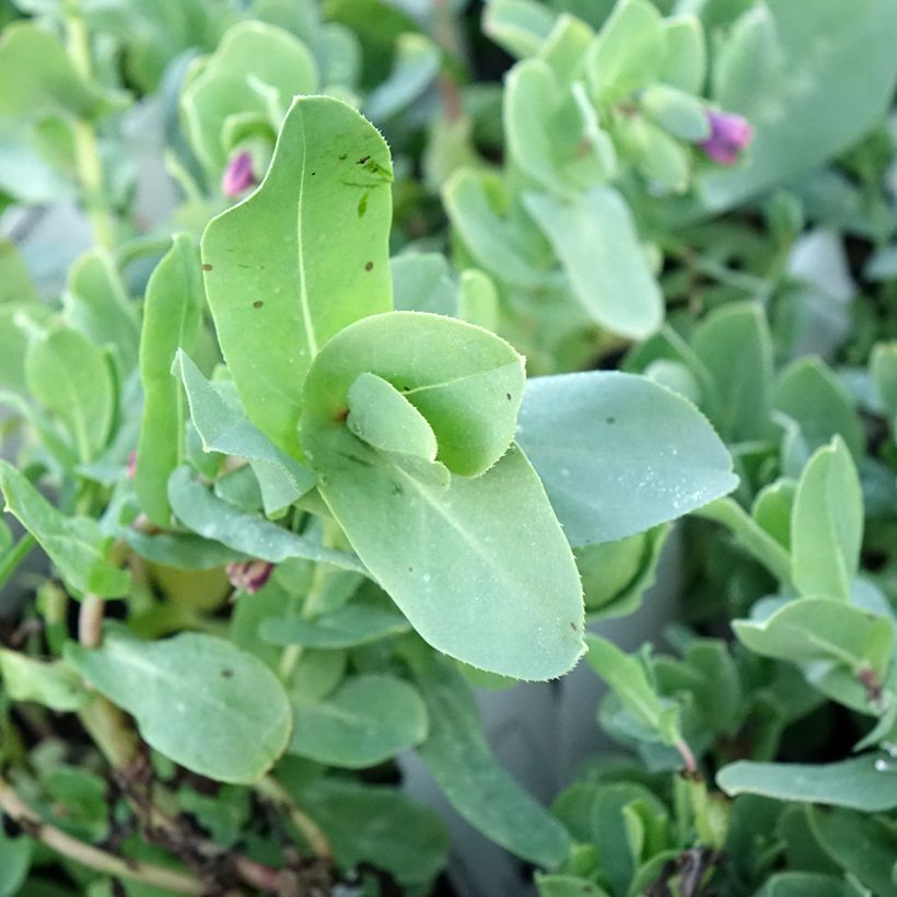 Cerinthe glabra - Erba-vajola alpina (Fogliame)