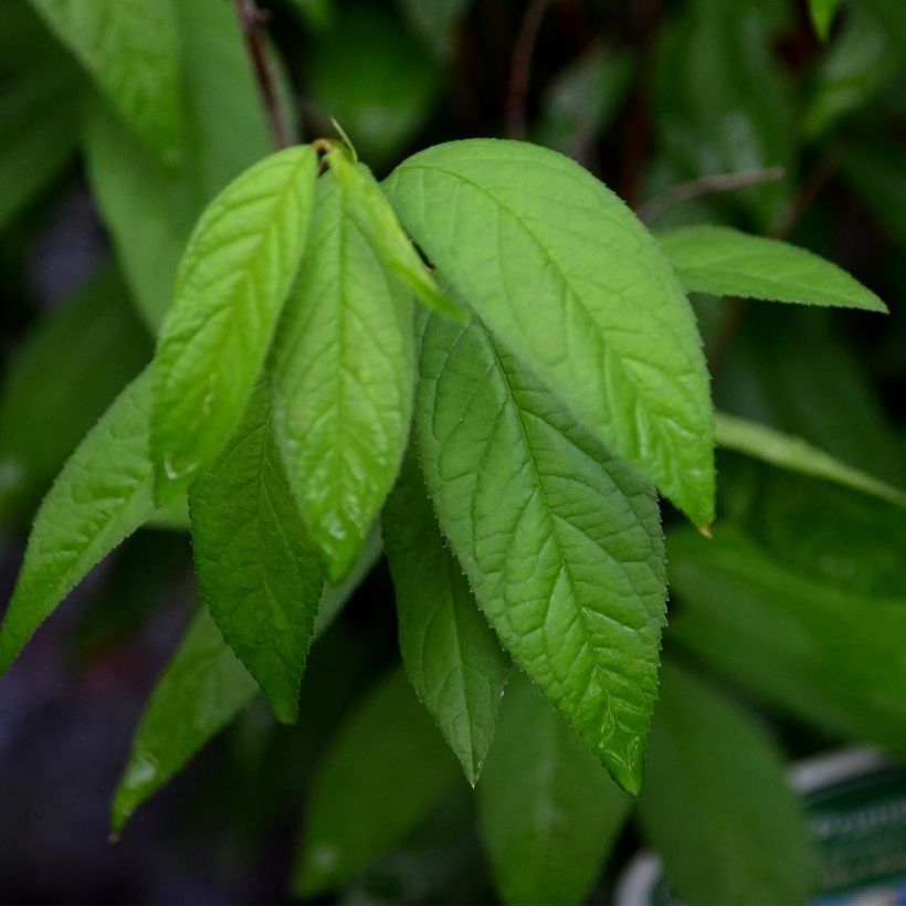 Prunus glandulosa Alba Plena - Ciliegio da fiore (Fogliame)