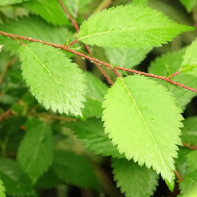 Prunus incisa Mikinori - Ciliegio da fiore (Fogliame)