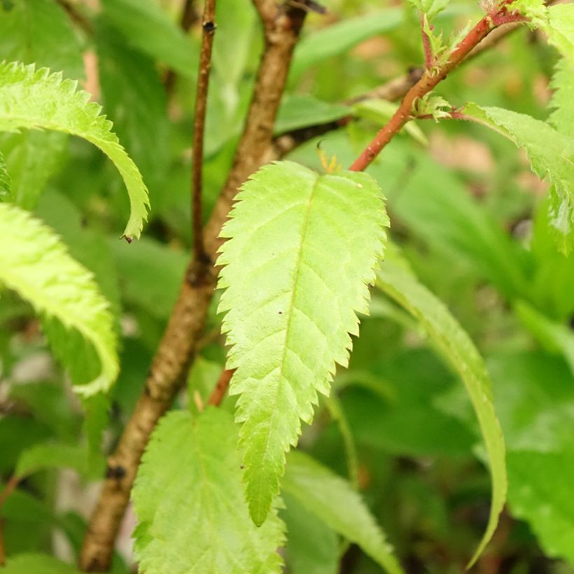 Prunus incisa Oshidori - Ciliegio da fiore (Fogliame)