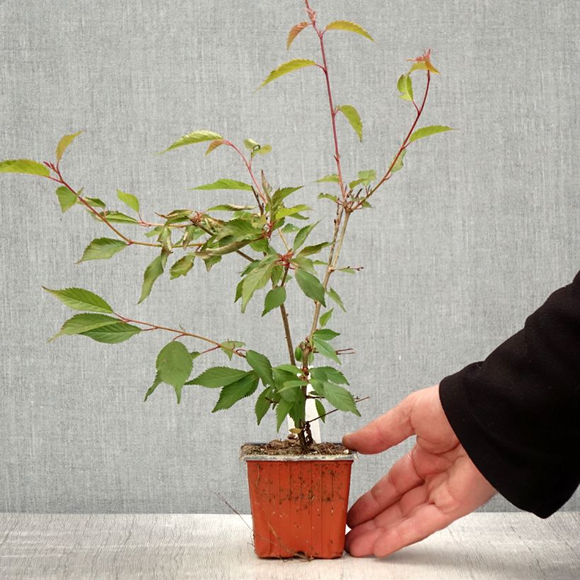 Cerisier à fleurs du Japon nain - Prunus incisa Paean - Godet de 8/9 cm esemplare consegnato in primavera