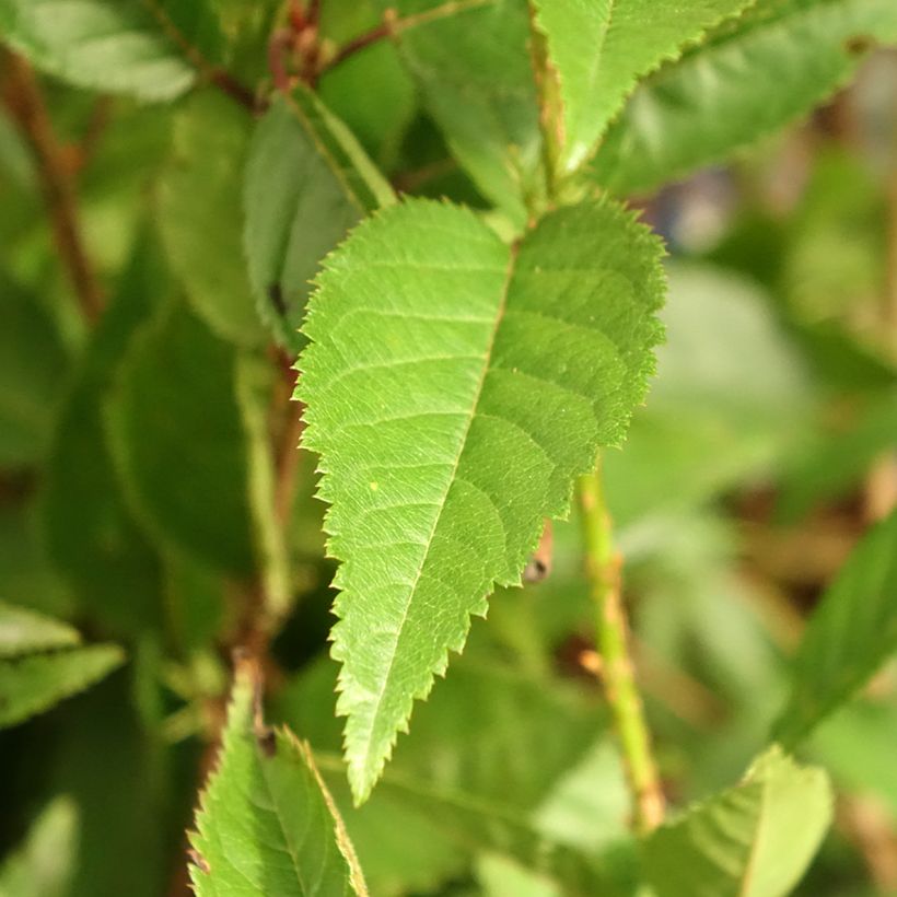 Prunus incisa Paean - Ciliegio da fiore (Fogliame)