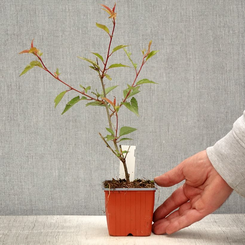 Cerisier à fleurs - Prunus nipponica Brillant - Godet de 8/9 cm esemplare consegnato in primavera