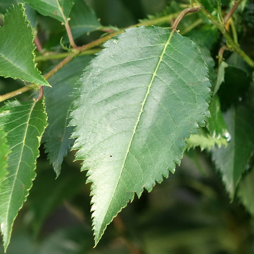 Prunus Pandora - Ciliegio da fiore (Fogliame)