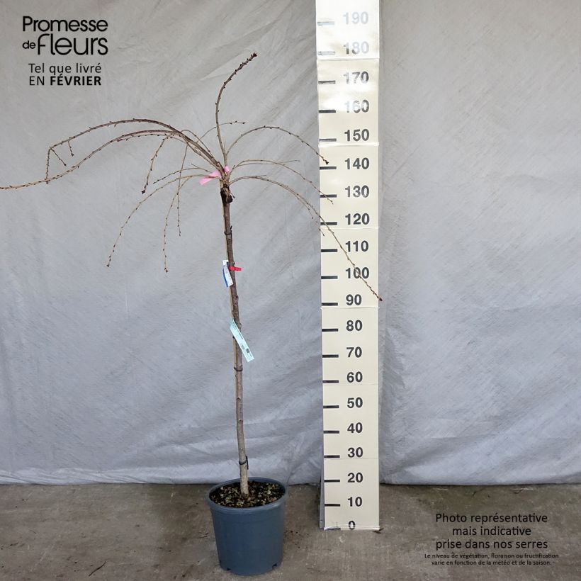 Cerisier à fleurs - Prunus serrulata Kiku Shidare Zakura 125/200cm en pot de 7.5/10L Tige esemplare consegnato in inverno