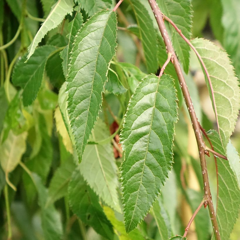 Prunus serrulata Kiku-Shidare-Zakura - Ciliegio da fiore (Fogliame)