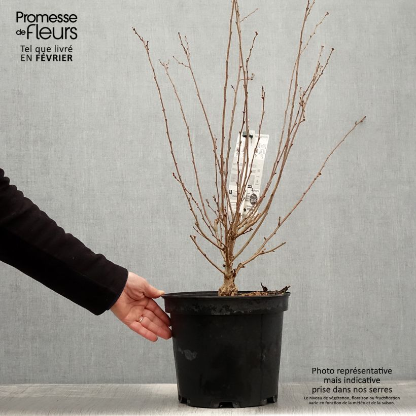 Cerisier à fleurs - Prunus subhirtella Fukubana en pot de 7,5L/10L esemplare consegnato in inverno