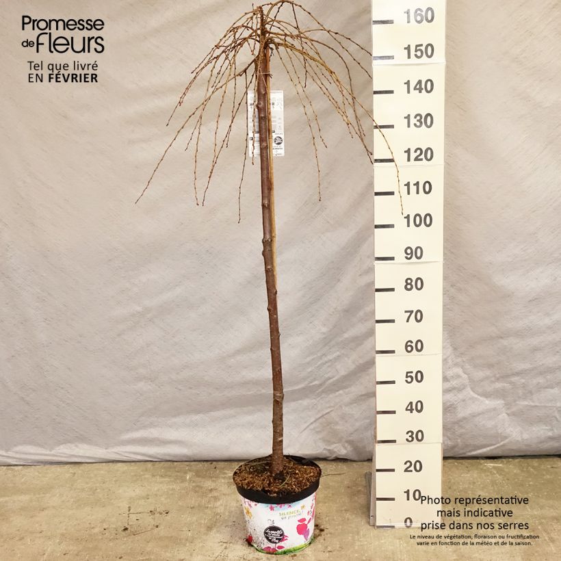 Cerisier à fleurs - Prunus subhirtella Pendula Rubra Pot de 7,5L/10L esemplare consegnato in inverno