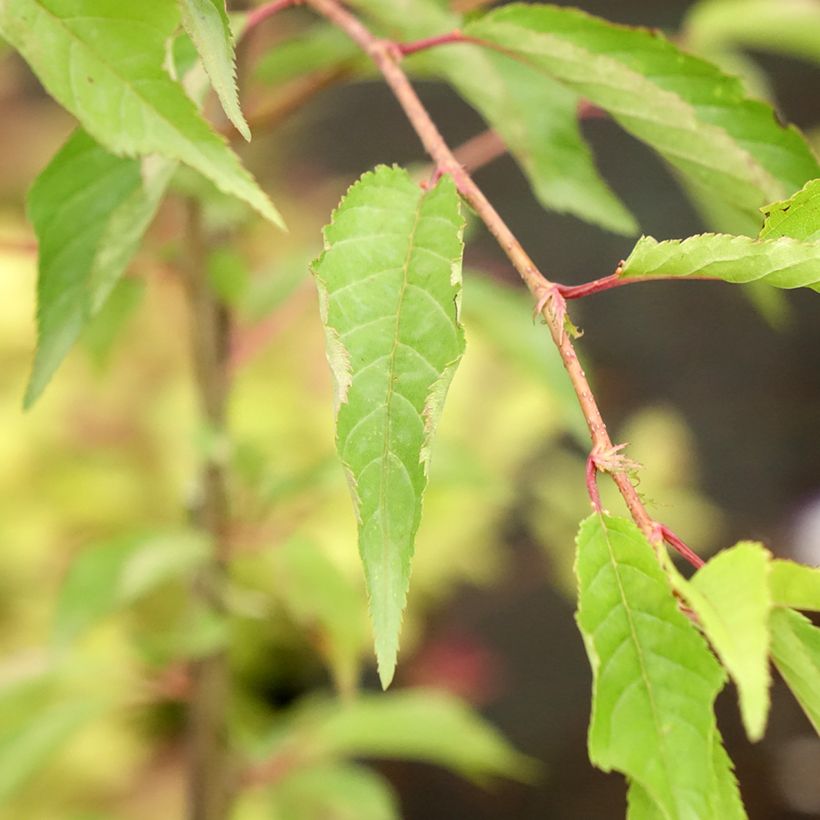 Prunus Pink Cascade - Ciliegio da fiore (Fogliame)